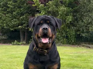 Rottweiler han 