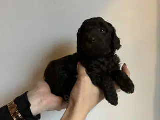 Mellem puddel hvalpe