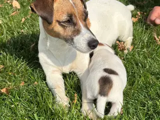 Korthårede Jack Russel hvalpe “DKK”