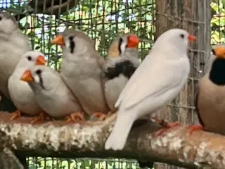 Zebrafinker