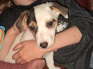 1 Skønheder tilbage 100% Ægte Han JRT