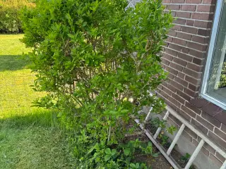 Gratis have planter 