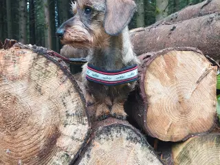 Søger en jack russell tæve hvalp!