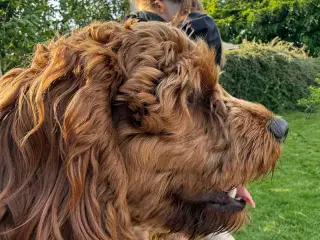 Cavapoo tæve