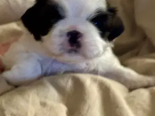 Hundehvalp Shih Tzu