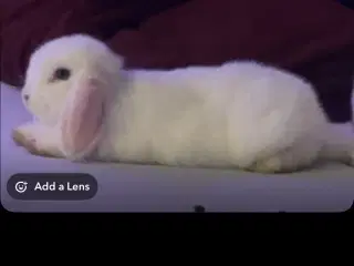 Mini lop kanin 