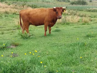 Rød Dexterko