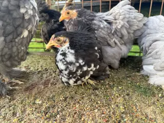 Dværg kochin og blandings