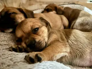 Bull / Boxer / Beagle Blandnings Hvalpe