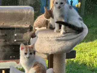 Norsk skovkat/maincoon killinger