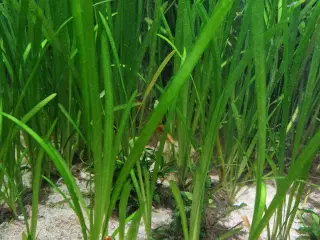 Vallisneria