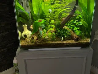 Akvarie med fisk