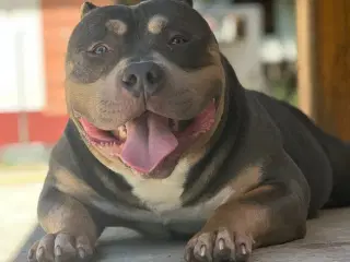 American Bully Pocket ABKC 