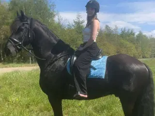 Friser vallak 16 år 