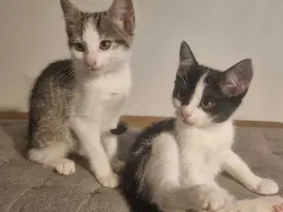 Søde killinger til salg