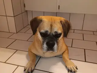 Mops/Beagle