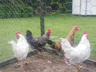 4 haner søger nyt 