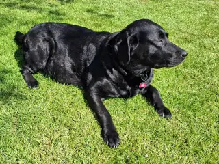 Labradoodle hvalpe 