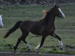 Welsh Pony af Cob type