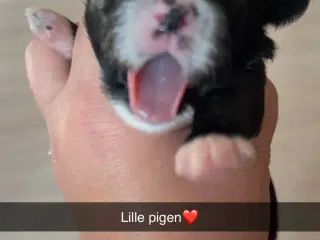 Dejlige familiehund.
