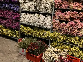 Tørrede blomster