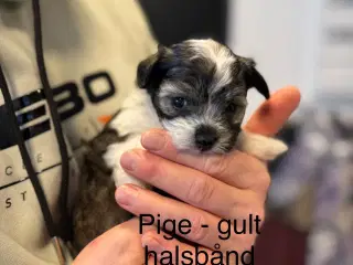 Bichon havanais 2 hunner og 2 hanner 