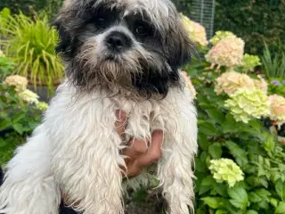 Lhasa Apso, Stueopdrætshvalpe. salgsklar 27/6 2024