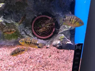 cryptoheros nanoluteus 