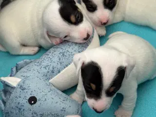 Jack Russell hvalpe – klar til nye kærlige hjem fr