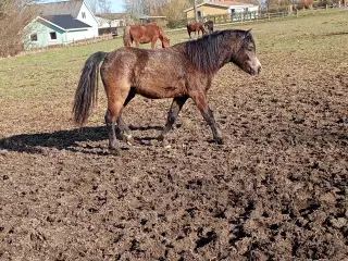 Welsh 2 års hingst flodt