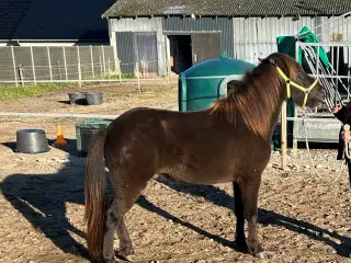 Islænder vallak, 5 år