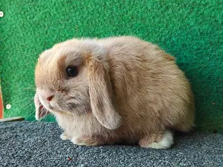 Minilop