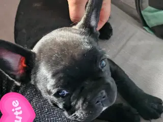 Fransk bulldog hvalpe