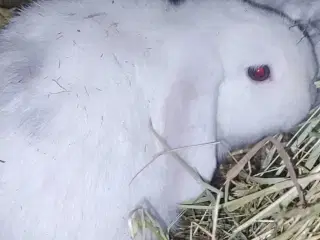 Super søde minilop. Unger 