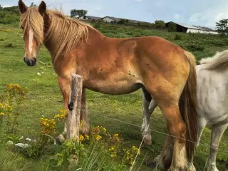 2 års jysk hoppe med rødt pas