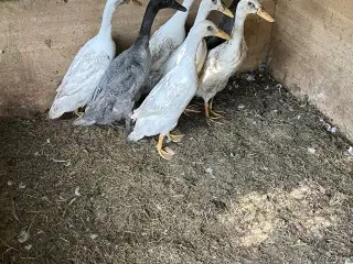 Løbeænder voksne ænder blandede farver