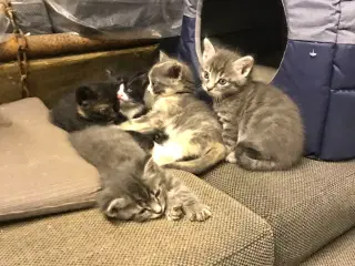 Kattekillinger