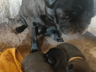 Mops Puppies 
