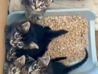 Søde kattekillinger 12 uger d. 1 januar 26