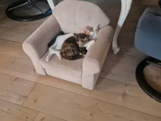 Kattekillinger 