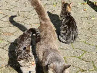 Søde og kælende ungkatte