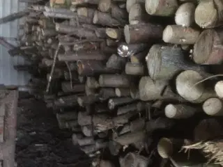 Pejsebrænde