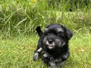  Bichon Havanaise hvalpe. Kun 2 tilbage (uge 27)