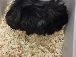 Ægte sheltie, puruaner ,Texel ,lang hårs hvirvler.