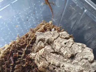 Jomfrugekkoer unger fra i år