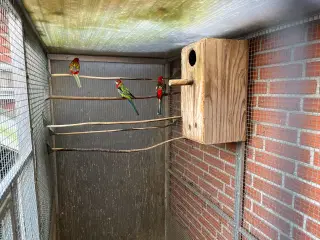 0.1 Rosella