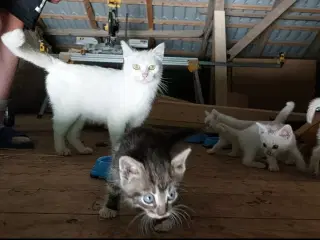 KatteKillinger