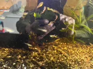 Guppy