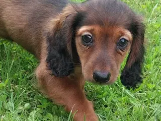 Langhåret gravhund 