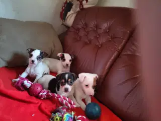 3 skønne tæver med masser af personlighed